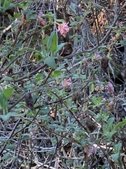 Ribes malvaceum malvaceum