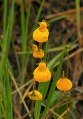 Calceolaria biflora
