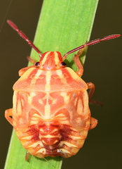 Carpocoris purpureipennis