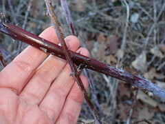 Neolasioptera nodulosa
