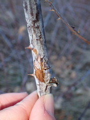 Neolasioptera nodulosa