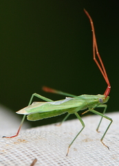 Trigonotylus ruficornis