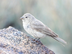 Carpodacus stoliczkae