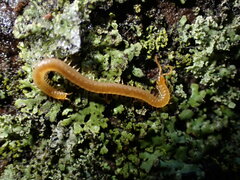 Geophilidae