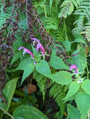 Siphocampylus cordatus