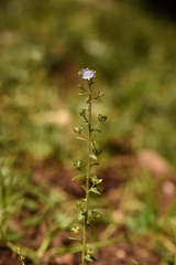 Veronica acinifolia