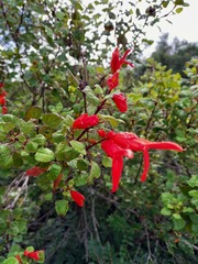 Salvia regla