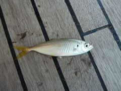 Caranx rhonchus