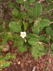 Malacomeles denticulata