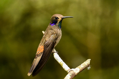 Colibri delphinae