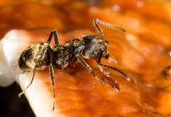 Dolichoderus bispinosus