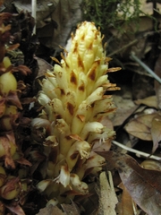 Conopholis panamensis