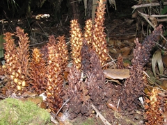Conopholis panamensis