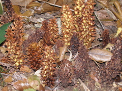 Conopholis panamensis