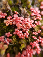 Sedum smallii