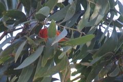 Loxops coccineus