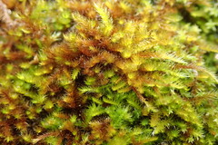 Hypnum resupinatum
