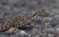 Bothrops ammodytoides