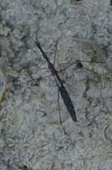 Hydrometra stagnorum