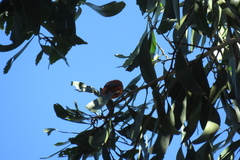 Loxops coccineus