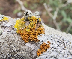 Xanthorioideae