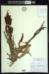 Rumex triangulivalvis