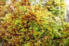 Hypnum resupinatum