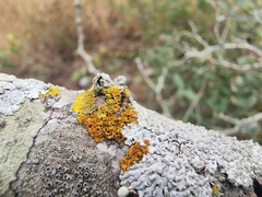 Xanthorioideae