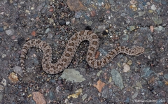 Bothrops ammodytoides
