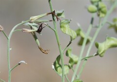 Lyrocarpa coulteri