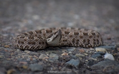 Bothrops ammodytoides