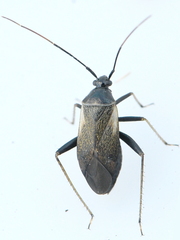 Adelphocoris seticornis