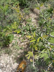 Painteria elachistophylla