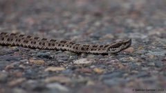 Bothrops ammodytoides