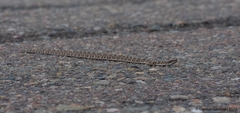 Bothrops ammodytoides