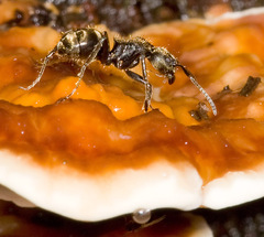 Dolichoderus bispinosus