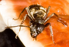 Dolichoderus bispinosus