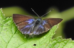 Lycaenidae