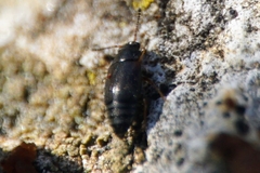 Proteinus