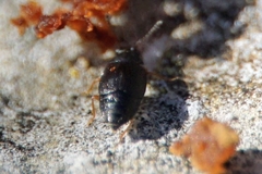 Proteinus