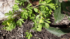 Corydalis intermedia