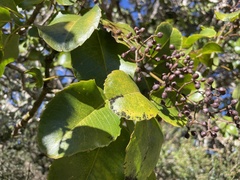 Cheirodendron trigynum