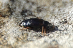 Proteinus