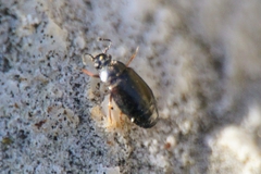 Proteinus