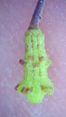 Commicarpus brandegeei