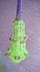 Commicarpus brandegeei