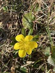 Eranthis hyemalis