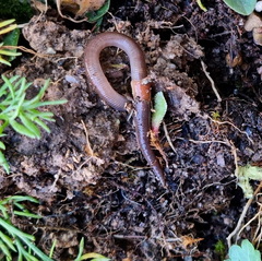 Lumbricus