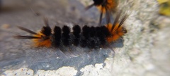 Turuptiana