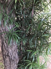 Podocarpus henkelii